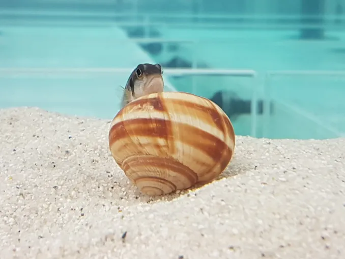 Bild: Unterwasserarchitekten: Wie gelingt Schneckenbuntbarschen das perfekte Nest?