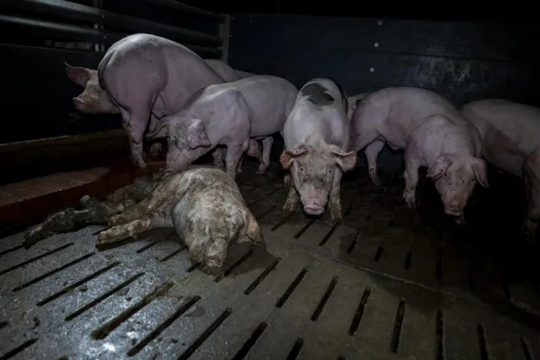 Bild: Katastrophale Zustände in Schweinemast - Tierhaltung kann nicht durch Veterinäre kontrolliert werden.