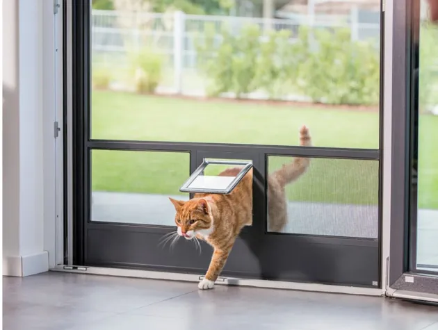 Bild: Insektenschutz in den eigenen vier Wänden für Hunde- und Katzenbesitzer