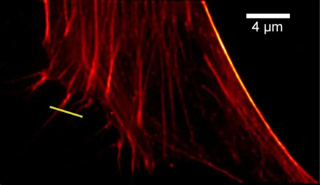 Bild: Erweiterung des Lichtwegs macht winzige Strukturen in Körperzellen sichtbar