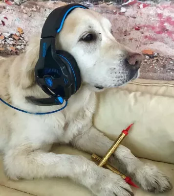 Bild: Mit diesen Tipps helfen Sie Ihrem Hund in der Silvesternacht