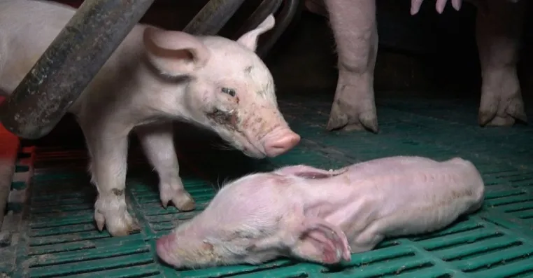 Demo in Ahrweiler: Grüne und ANINOVA protestieren gegen Schweinezucht-Skandal eines Bauernfunktionärs Bild: Demo in Ahrweiler: Grüne und ANINOVA protestieren gegen Schweinezucht-Skandal eines Bauernfunktionärs