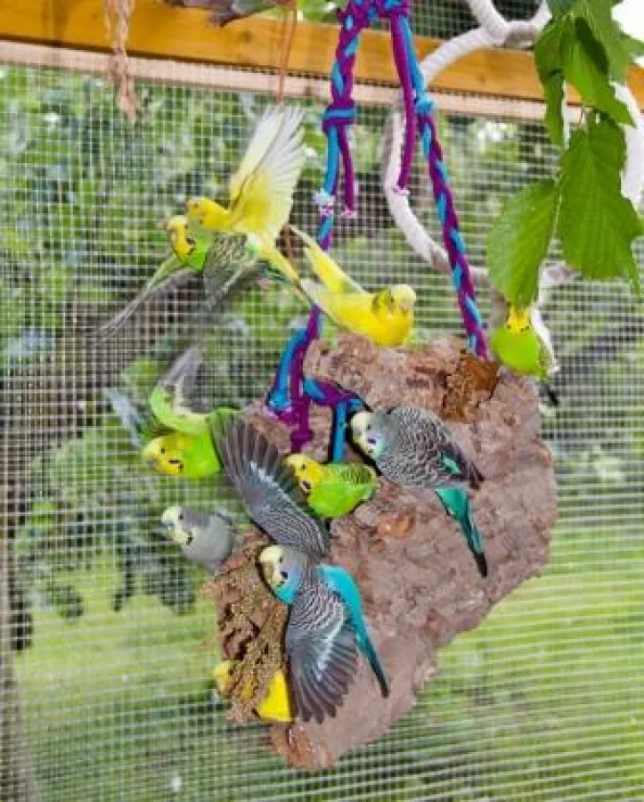 Wellensittiche sind drollige Mitbewohner, die jedoch bestimmte Anforderungen an ihre Halter stellen.