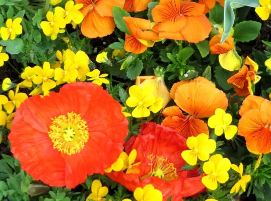 Bild: Fotowettbewerb „Blütenträume – Lebensräume“ gestartet