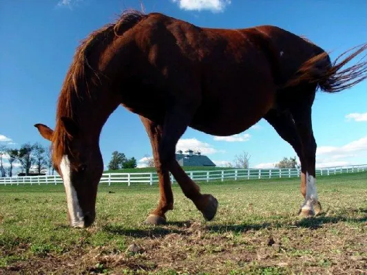 Bild: Warum ist eine Pferdehaftpflichtversicherung sinnvoll?