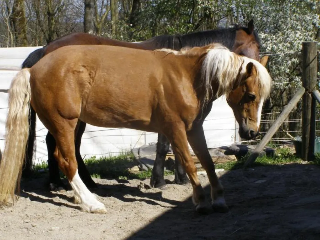 akute Hufrehe beim Pferd