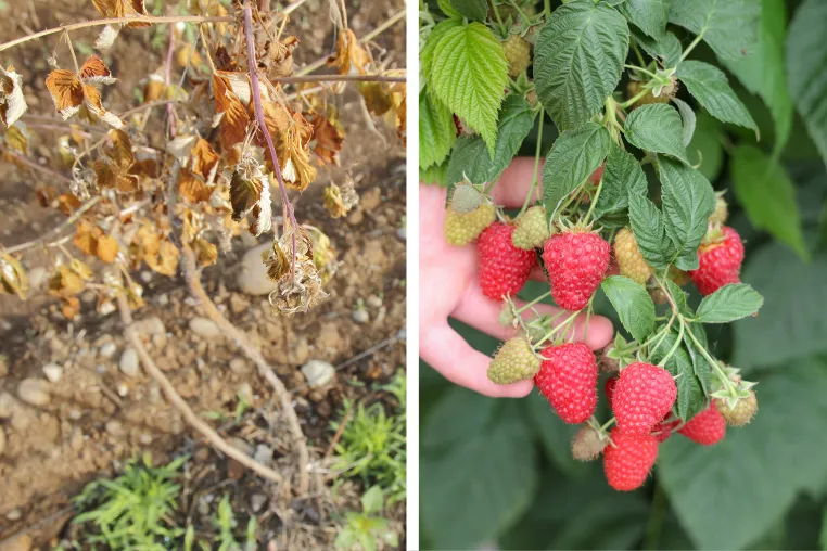 Bild: Lubera startet Forschungsprojekt zur Entwicklung phytophthoraresistenter Himbeersorten