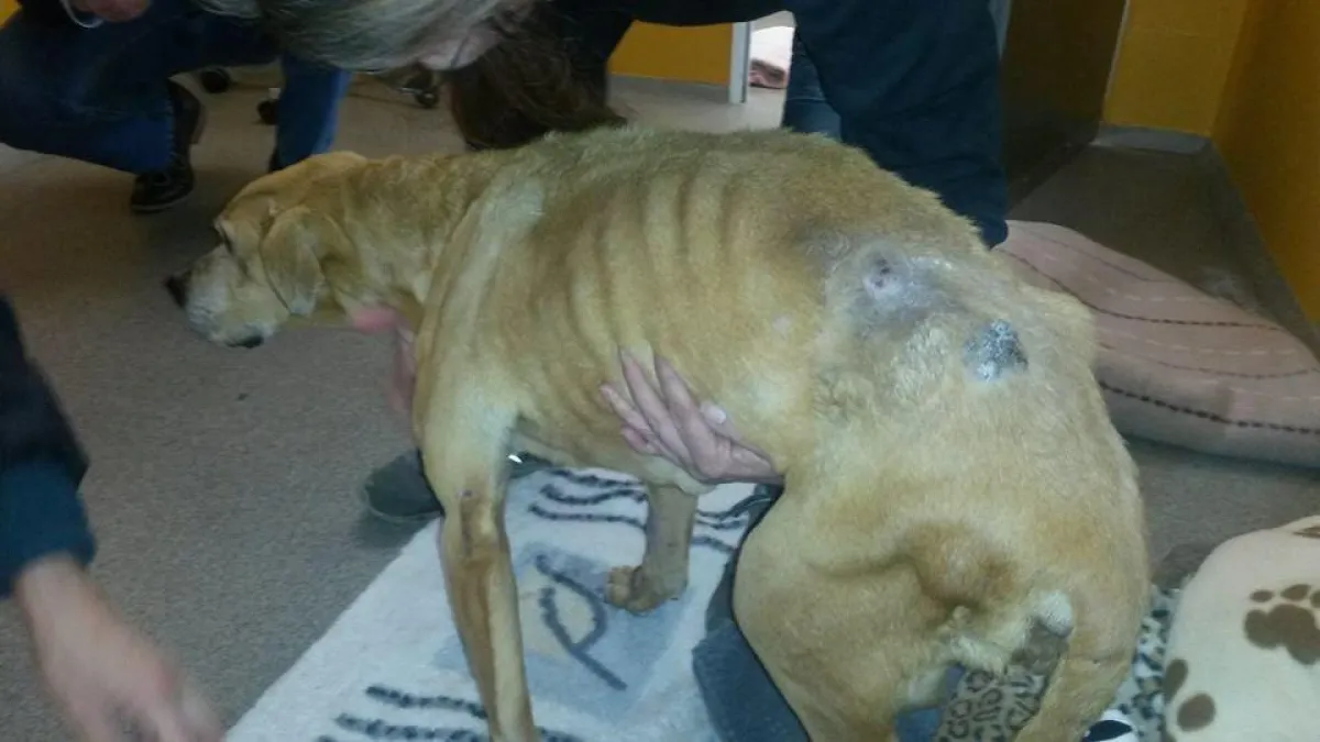 Hope- ca. 10 jährige Boxermix Hündin