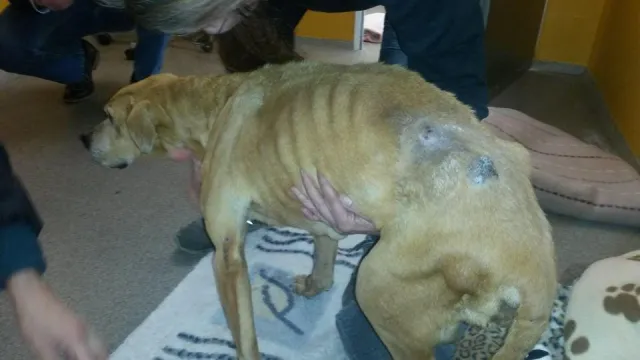 Hope, eine Hündin kämpft sich zurück ins Leben Bild: Hope, eine Hündin kämpft sich zurück ins Leben