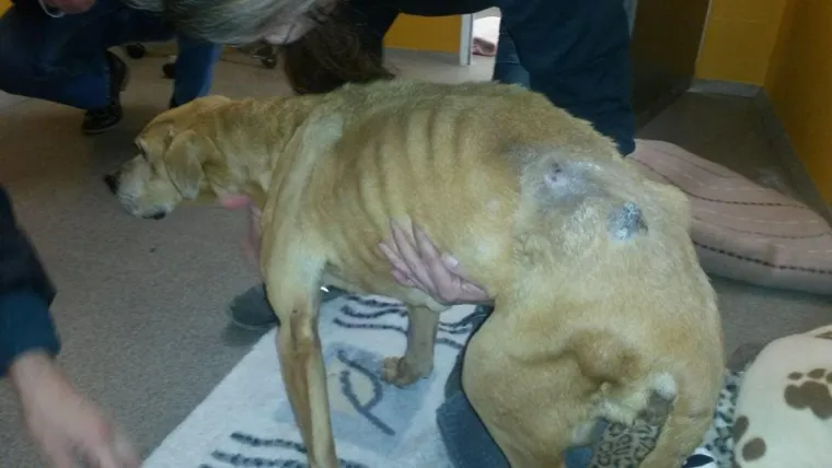 Hope, eine Hündin kämpft sich zurück ins Leben Bild: Hope, eine Hündin kämpft sich zurück ins Leben