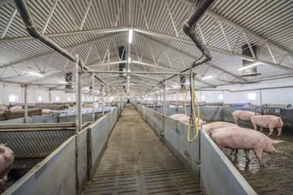 Bild: Langlebige LED-Module für effiziente Stallbeleuchtung