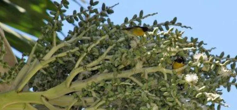 Vogelbeobachtungstouren auf der Karibikinsel Saint Lucia Bild: Vogelbeobachtungstouren auf der Karibikinsel Saint Lucia