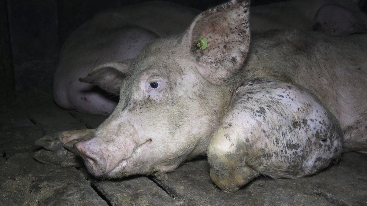 Nach Aufdeckung Von Tierquälerei Verantwortliche Der Größten Schweinemast Niedersachsens Stehen 7391