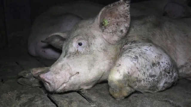 Bild: Nach Aufdeckung von Tierquälerei: Verantwortliche der größten Schweinemast Niedersachsens stehen vor Gericht