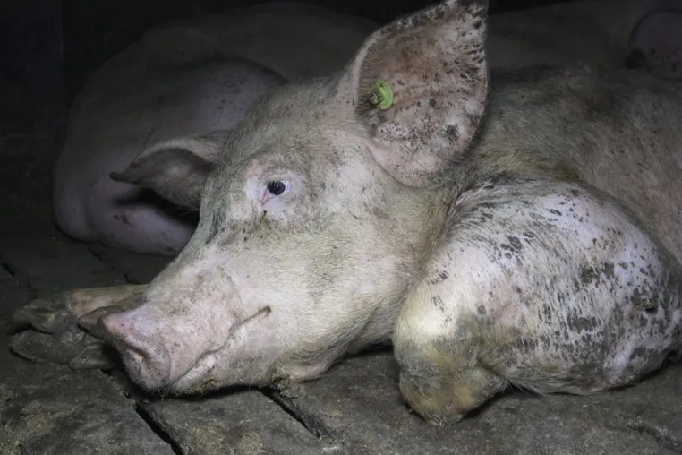 Bild: Nach Aufdeckung von Tierquälerei: Verantwortliche der größten Schweinemast Niedersachsens stehen vor Gericht