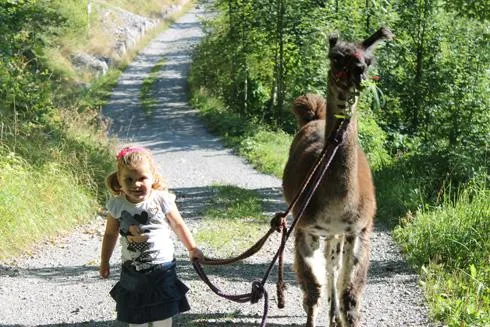 Wandern für die ganze Familie in Liechtenstein: Auf Kurs mit den Alpakas Bild: Wandern für die ganze Familie in Liechtenstein: Auf Kurs mit den Alpakas