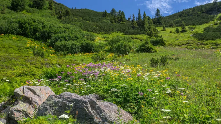 Bild: Pflanzenwandel folgt Klimawandel: Berggipfel reagieren am schnellsten auf Erwärmung