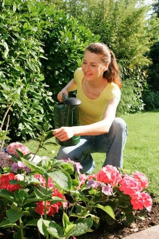 Beim Gießen mit Kanne oder Gartenschlauch sollte man möglichst immer die Erde treffen. Das spart einerseits Wasser, andererseits werden dadurch Verbrennungen an Blüten und Blättern vermieden. Bild: td