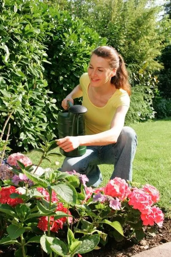 Beim Gießen mit Kanne oder Gartenschlauch sollte man möglichst immer die Erde treffen. Das spart einerseits Wasser, andererseits werden dadurch Verbrennungen an Blüten und Blättern vermieden. Bild: td