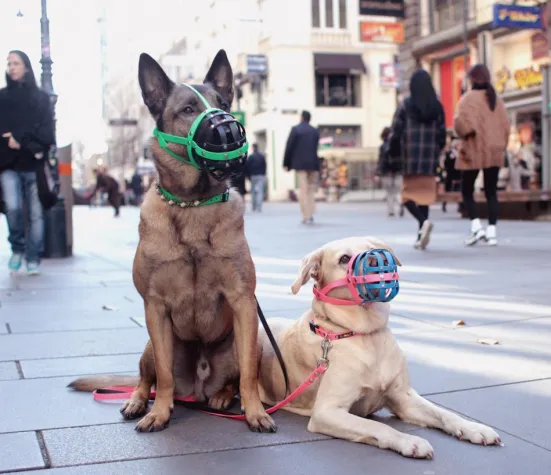 Die BUMAS GmbH in Ungarn auf den Spuren der Monarchie Bild: Die BUMAS GmbH in Ungarn auf den Spuren der Monarchie