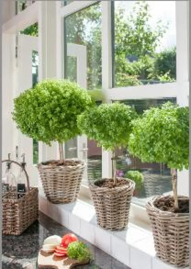 Veredeltes Basilikum-Bäumchen Basil Tree  (c)Hishtil