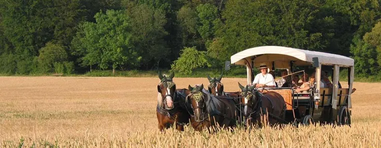 Onlinevertrieb regionaler Produkte stark im Kommen Bild: Onlinevertrieb regionaler Produkte stark im Kommen