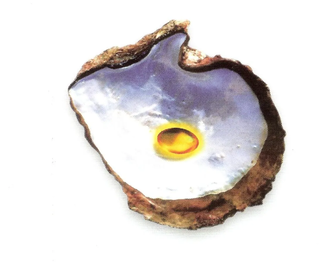 Die Maori in Neuseeland klannten weder Rheuma noch Asthma.  Der Grund dafür: die Grünlippmuschel. Sie enthält das Lipidextrakt Lyprinol das gegen Entzündungen wirkt. Foto: bonn press, frei nur im Text