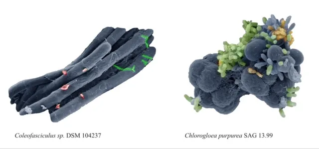 Schöner Wohnen: Neu entdecktes Myxobakterium in einer Cyanobakterien-WG betreibt Fotosynthese Bild: Schöner Wohnen: Neu entdecktes Myxobakterium in einer Cyanobakterien-WG betreibt Fotosynthese