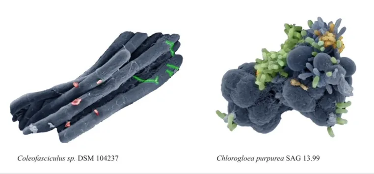 Bild: Schöner Wohnen: Neu entdecktes Myxobakterium in einer Cyanobakterien-WG betreibt Fotosynthese