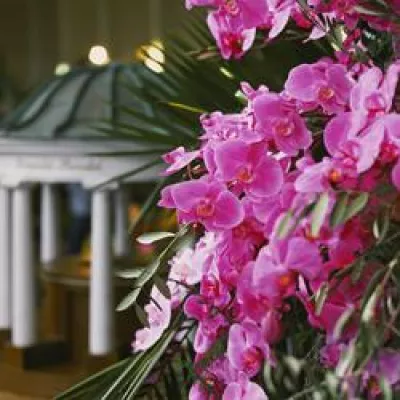 Bild: Exotischer Blütentraum - Internationale Orchideenschau in Bad Salzuflen