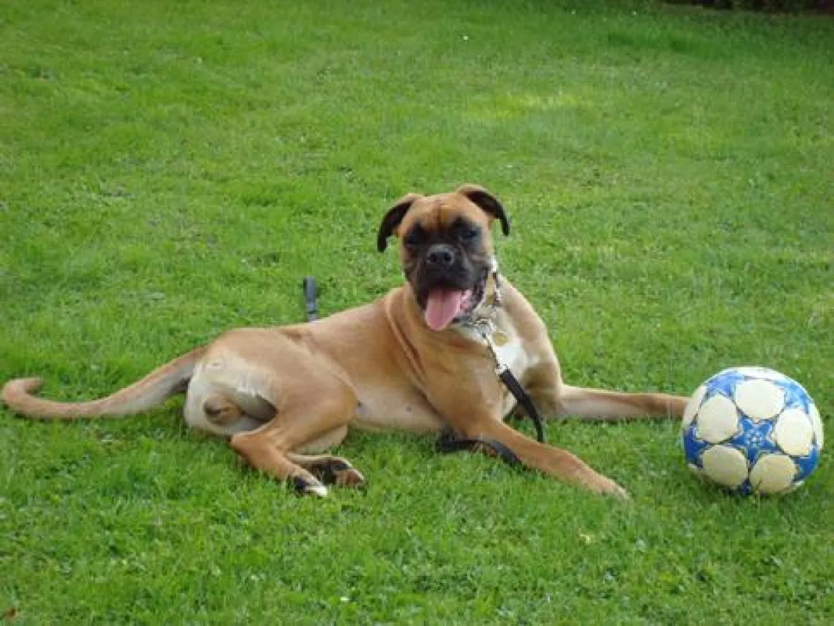 Gesunde Hundesnacks halten Hunde fit