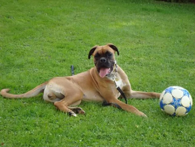 Bild: Lecker und gesund - hausgemachte Hundesnacks