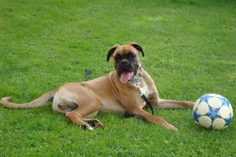 Lecker und gesund - hausgemachte Hundesnacks Bild: Lecker und gesund - hausgemachte Hundesnacks