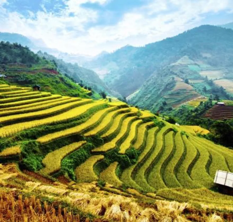 Die riesigen Reisterrassen von Sapa in Vietnam. Quelle: Tour Vital