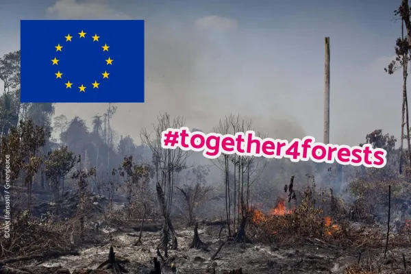 Bild: Tag der Tropenwälder 2020 – Schutz-Kampagne #Together4Forests gestartet