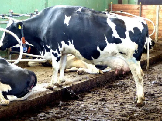 Bild: Tag der Milch: Die Schattenseiten der Milchproduktion nicht vergessen!