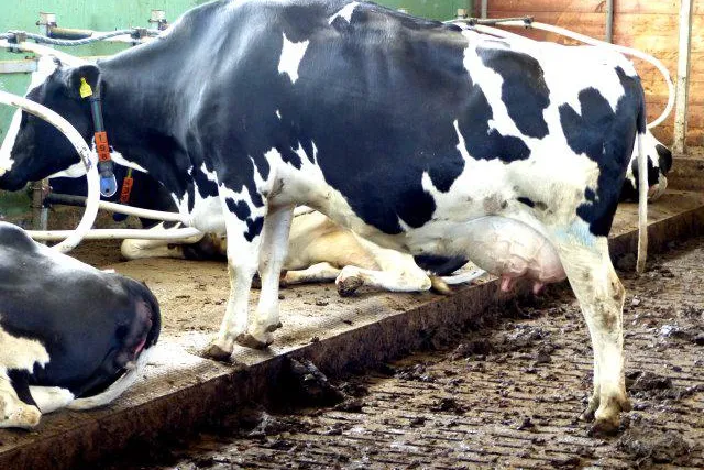 Tag der Milch: Die Schattenseiten der Milchproduktion nicht vergessen! Bild: Tag der Milch: Die Schattenseiten der Milchproduktion nicht vergessen!