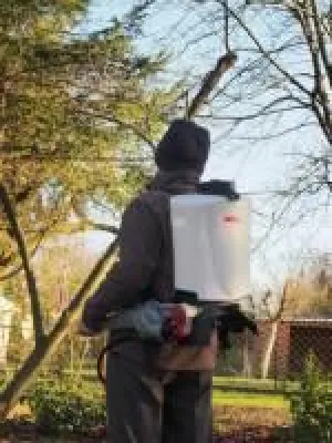 Bild: Winterspritzung an Obstbäumen