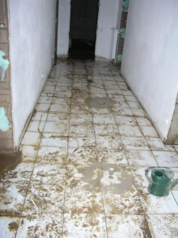 Schimmel durch Hochwasser Bild: Schimmel durch Hochwasser