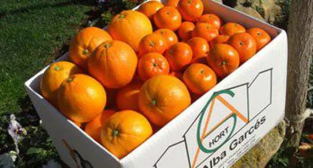 Bild: Frische Orangen aus Valencia