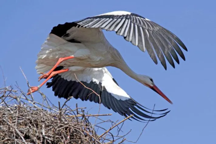 Bild: Zwei neue Storchen-Radrouten in der Südheide Gifhorn