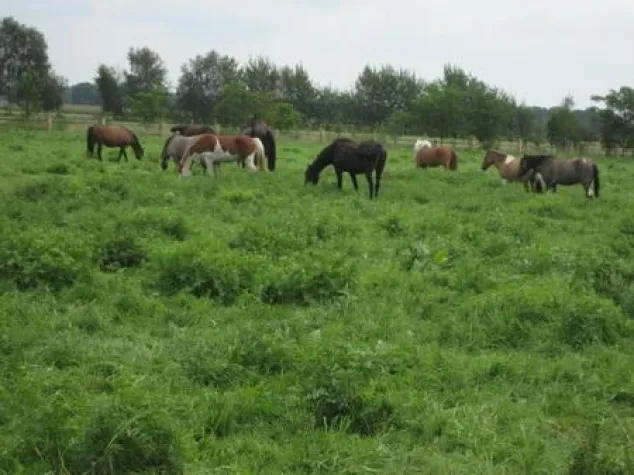 Pferdestärken 2011 in der AVA in Horstmar-Leer Bild: Pferdestärken 2011 in der AVA in Horstmar-Leer