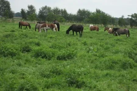 Bild: Pferdestärken 2011 in der AVA in Horstmar-Leer