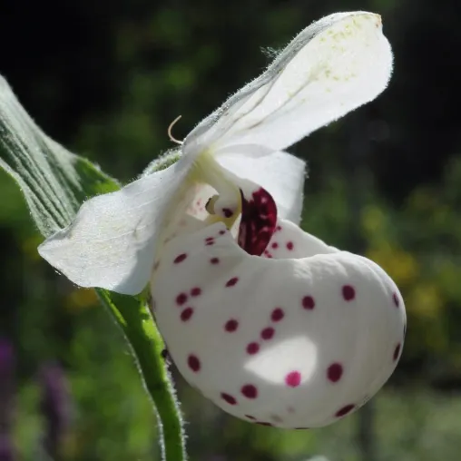 Bild: Eine Rarität wir populär – Neues Verfahren zur Kultivierung von Gartenorchideen