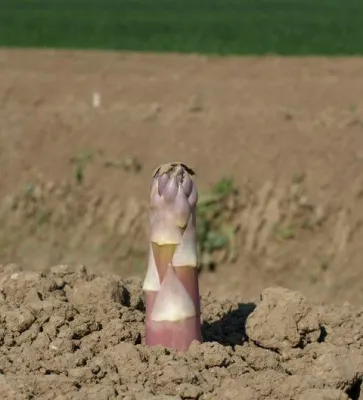 Bild: Spargel – Hochsaison für edle Stangen