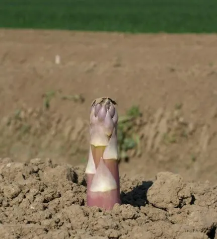 Bild: Spargel – Hochsaison für edle Stangen