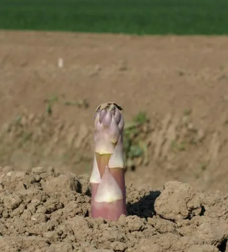 Bild: Spargel – Hochsaison für edle Stangen