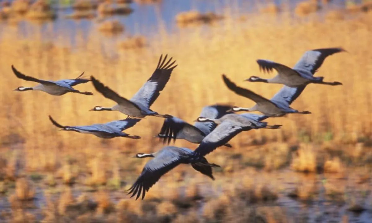 Fliegend Kraniche © Bildautoren_Cornelia und Ramon Dörr, Chemnitz.jpg