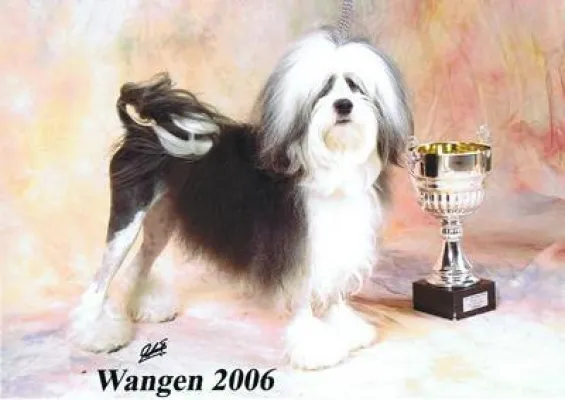 Bild: Hundesalon Dog-Style in Einsiedeln/Schweiz stylt Europasieger DJ-Duke für Rassehundeausstellungen