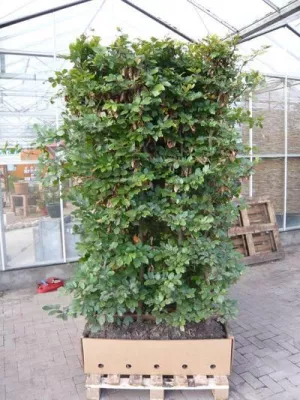 Bild: Versand von Pflanzen in die Schweiz - so können die Eidgenossen viel Geld sparen